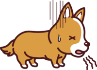 Corgi sick and vomiting-cute dog