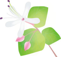 Smell tree (flower) summer