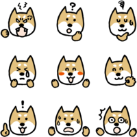 Facial expression of a cute dog (Shiba Inu)