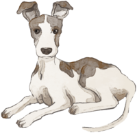 Whippet (sitting) Dog's real cool