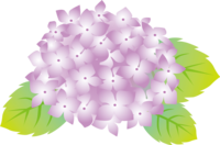 Cute hydrangea that blooms in one purple flower