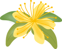 Mioyanagi (flower) summer