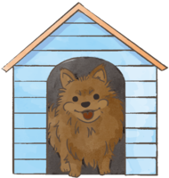 Pomeranian (kennel) Cute dog