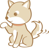 Cute Shiba Inu (hand) dog