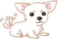 Chihuahua (shaking the tail) Cute dog