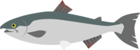 Salmon-Fish