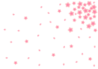 background of cherry blossom petals