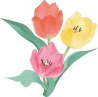 リアル綺麗チューリップイラスト(3色-赤-黄-ピンクの花
