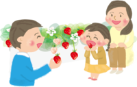 いちご狩りをする家族親子／冬