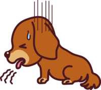 ミニチュア-ダックスフンドが病気で嘔吐-かわいい犬