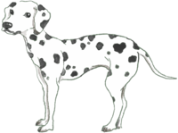 Dalmatian (standing) Dog's real cool
