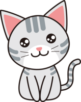 American Shorthair-Cat