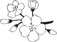 桜の花(ソメイヨシノ)-白黒