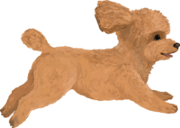 Toy Poodle running-real handwriting style