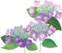 おしゃれ綺麗なパープルのガクアジサイイラスト(梅雨