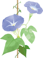 おしゃれで青色朝顔