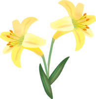 Yuri (flower) summer