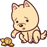 犬がみかんを食べてアレルギー-かわいい