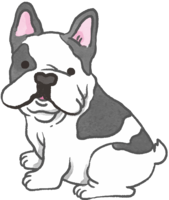 French Bulldog (Looking back) Cute dog