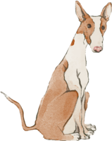 Ibizan-Hound (sitting) Dog's real cool