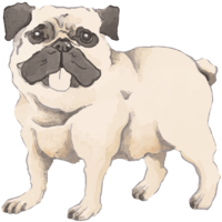 パグ(立ち姿)犬のリアルかっこいい