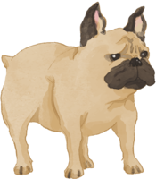 French-Bulldog (standing looking to the right) Really cool dog