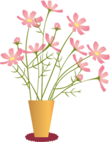 Fashionable cosmos in a vase