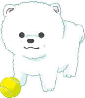 Pomeranian puppy (playing with a ball) Cute dog