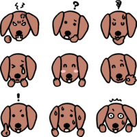 Facial expression of a cute dog (dachshund)