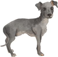 Italian-Greyhound (standing-puppy) Really cool dog