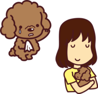 Toy Poodle waving to foster parents and puppies-cute dog