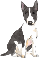 ミニチュア-ブル-テリア(座り姿)犬のリアルかっこいい