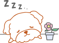 眠るマルチーズ-犬