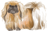 Pekingese (standing) Dog's real cool