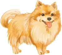 Pomeranian (standing) Dog's real cool