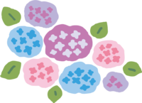 色んな色のたくさんのかわいいアジサイ