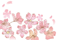 Sakura-Spring background illustration-Petals