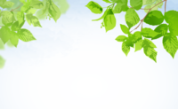 上から伸びる植物(涼しい清々しい)背景