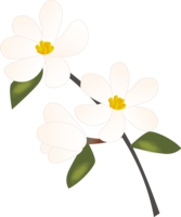 辛夷春天3~4月