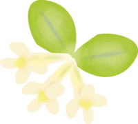 夏茱萸(なつぐみ)(花)春