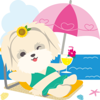 パラソルの下でマルチーズ(犬)夏の海開き-かわいい動物