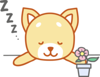 眠る柴犬-犬