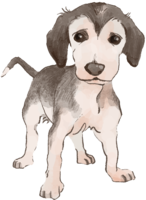 Saluki (standing-puppy) Really cool dog