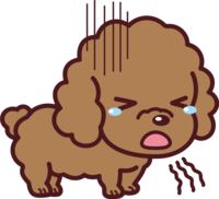 Toy Poodle sick and vomiting-cute dog