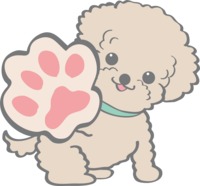Cute toy poodle (paws) dog