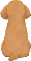 Toy Poodle's back view-back-real handwriting style