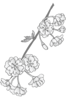 Grayscale cherry blossoms (weeping cherry blossoms)-black and white