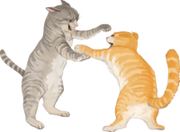猫(老虎图案的杂种混合)吵架