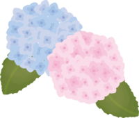 Hydrangea (flower) Summer