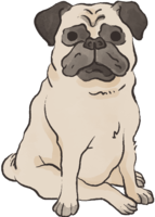 Pug (sitting) cute dog